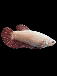 GIANT Female Halfmoon Plakat - Pink Dragon #0084 Live Betta Fish