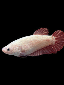 GIANT Female Halfmoon Plakat - Pink Dragon #0084 Live Betta Fish