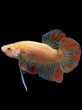 Load image into Gallery viewer, Male Halfmoon Plakat - Vanda #0086 - Live Betta Fish
