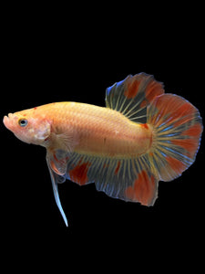 Male Halfmoon Plakat - Vanda #0086 - Live Betta Fish