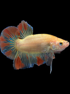 Male Halfmoon Plakat - Vanda #0086 - Live Betta Fish