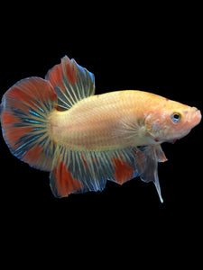 Male Halfmoon Plakat - Vanda #0086 - Live Betta Fish