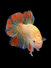 Load image into Gallery viewer, Male Halfmoon Plakat - Vanda #0086 - Live Betta Fish
