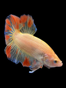 Male Halfmoon Plakat - Vanda #0086 - Live Betta Fish