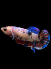 Load image into Gallery viewer, Female Halfmoon Plakat - Galaxy #0087 - Live Betta Fish
