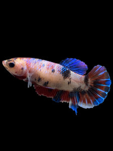 Female Halfmoon Plakat - Galaxy #0087 - Live Betta Fish