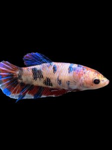 Female Halfmoon Plakat - Galaxy #0087 - Live Betta Fish