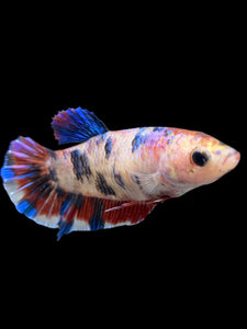 Female Halfmoon Plakat - Galaxy #0087 - Live Betta Fish