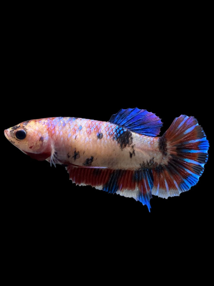 Female Halfmoon Plakat - Galaxy #0087 - Live Betta Fish