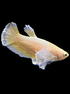 Female Halfmoon Plakat - Super Gold Dumbo #0088 - Live Betta Fish