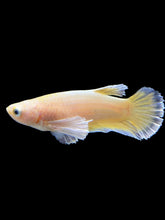 Load image into Gallery viewer, Female Halfmoon Plakat - Super Gold Dumbo #0088 - Live Betta Fish
