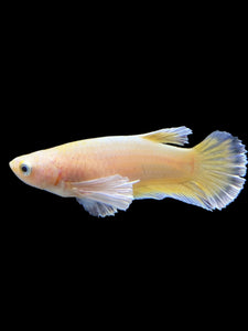 Female Halfmoon Plakat - Super Gold Dumbo #0088 - Live Betta Fish