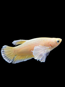 Female Halfmoon Plakat - Super Gold Dumbo #0088 - Live Betta Fish