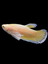 Load image into Gallery viewer, Female Halfmoon Plakat - Super Gold Dumbo #0088 - Live Betta Fish
