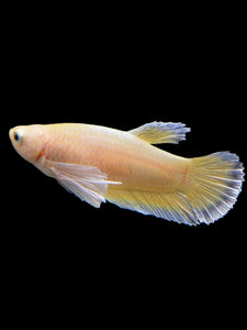 Female Halfmoon Plakat - Super Gold Dumbo #0088 - Live Betta Fish