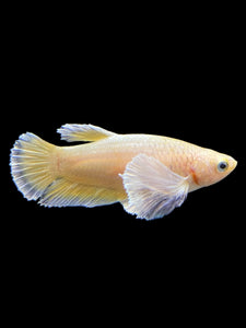 Female Halfmoon Plakat - Super Gold Dumbo #0088 - Live Betta Fish