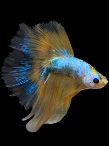 Male Halfmoon - Yellow Dragon #0089 - Live Betta Fish