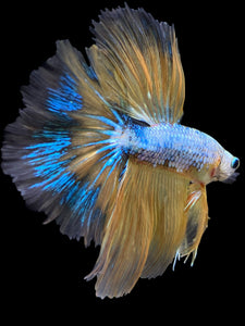 Male Halfmoon - Yellow Dragon #0089 - Live Betta Fish