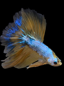 Male Halfmoon - Yellow Dragon #0089 - Live Betta Fish