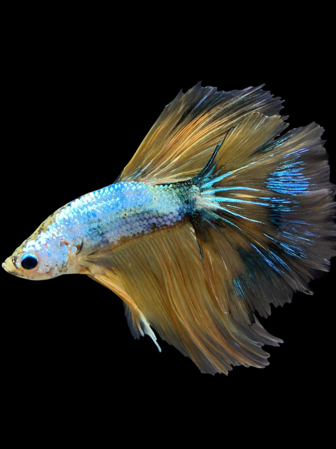 Male Halfmoon - Yellow Dragon #0089 - Live Betta Fish