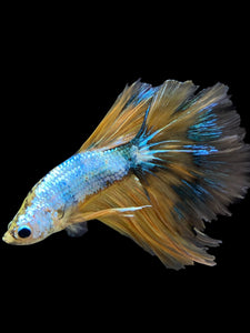 Male Halfmoon - Yellow Dragon #0089 - Live Betta Fish