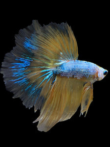 Male Halfmoon - Yellow Dragon #0089 - Live Betta Fish