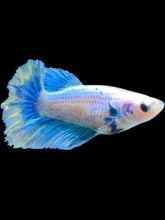 Load image into Gallery viewer, TOP GRADE Female Halfmoon - Two Tone #008 - Live Betta Fish
