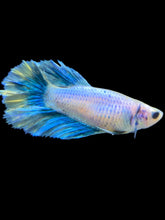 Load image into Gallery viewer, TOP GRADE Female Halfmoon - Two Tone #008 - Live Betta Fish
