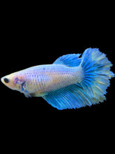 Load image into Gallery viewer, TOP GRADE Female Halfmoon - Two Tone #008 - Live Betta Fish
