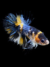 Load image into Gallery viewer, Male Crowntail Plakat - Yellow Copper #0090 - Live Betta Fish
