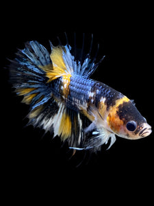 Male Crowntail Plakat - Yellow Copper #0090 - Live Betta Fish