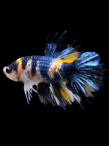 Male Crowntail Plakat - Yellow Copper #0090 - Live Betta Fish