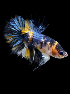 Male Crowntail Plakat - Yellow Copper #0090 - Live Betta Fish