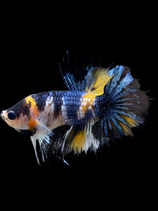 Male Crowntail Plakat - Yellow Copper #0090 - Live Betta Fish