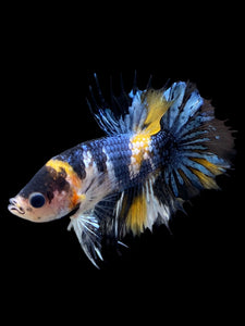 Male Crowntail Plakat - Yellow Copper #0090 - Live Betta Fish