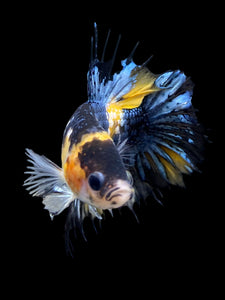 Male Crowntail Plakat - Yellow Copper #0090 - Live Betta Fish