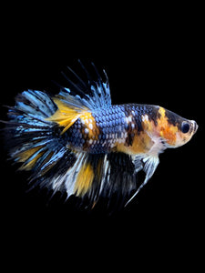 Male Crowntail Plakat - Yellow Copper #0090 - Live Betta Fish