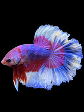 Load image into Gallery viewer, Male Rosetail - Purple Butterfly #0091 - Live Betta Fish
