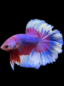 Male Rosetail - Purple Butterfly #0091 - Live Betta Fish