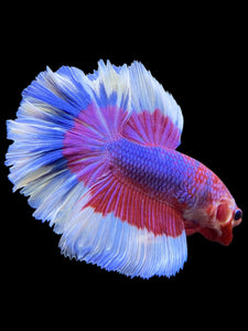 Male Rosetail - Purple Butterfly #0091 - Live Betta Fish