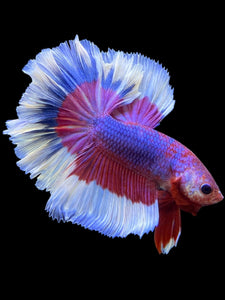 Male Rosetail - Purple Butterfly #0091 - Live Betta Fish