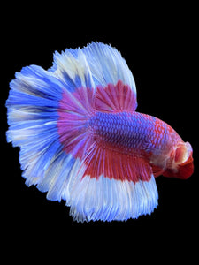 Male Rosetail - Purple Butterfly #0091 - Live Betta Fish