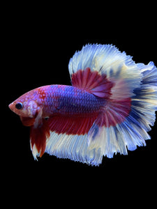 Male Rosetail - Purple Butterfly #0091 - Live Betta Fish