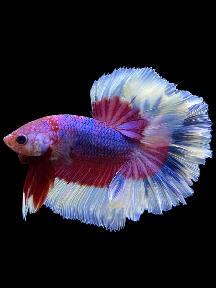 Male Rosetail - Purple Butterfly #0091 - Live Betta Fish