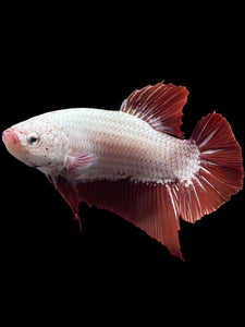 GIANT Male Halfmoon Plakat - Red Dragon #0093 - Live Betta Fish