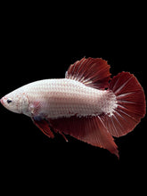 Load image into Gallery viewer, GIANT Male Halfmoon Plakat - Red Dragon #0093 - Live Betta Fish
