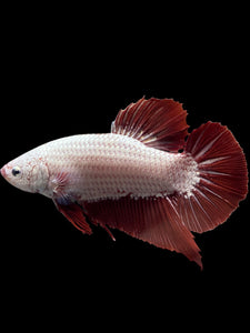 GIANT Male Halfmoon Plakat - Red Dragon #0093 - Live Betta Fish