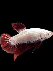 GIANT Male Halfmoon Plakat - Red Dragon #0093 - Live Betta Fish