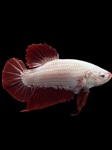 GIANT Male Halfmoon Plakat - Red Dragon #0093 - Live Betta Fish