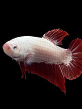 Load image into Gallery viewer, GIANT Male Halfmoon Plakat - Red Dragon #0093 - Live Betta Fish
